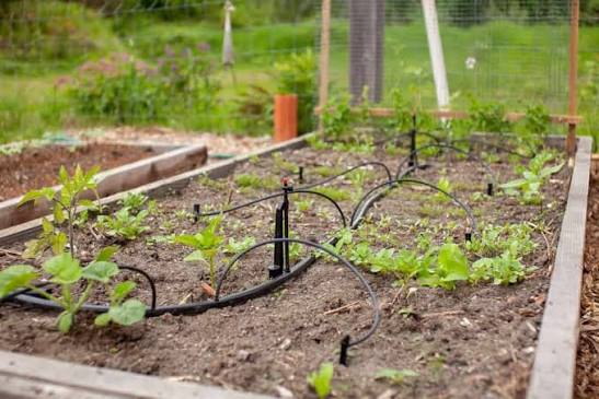 Drip Irrigation